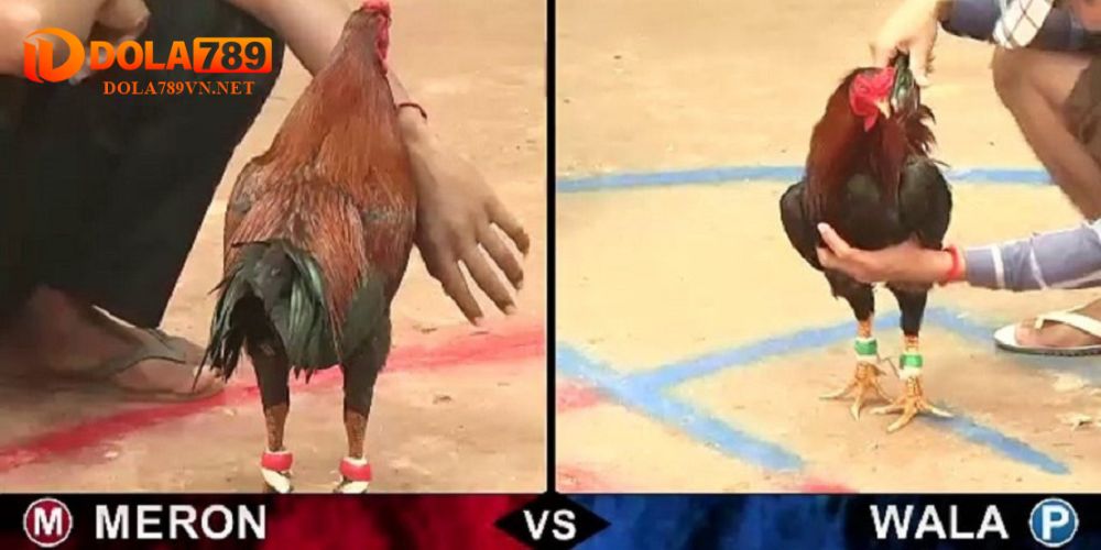 Trực tiếp đá gà WS168 tại nhà cái Dola789