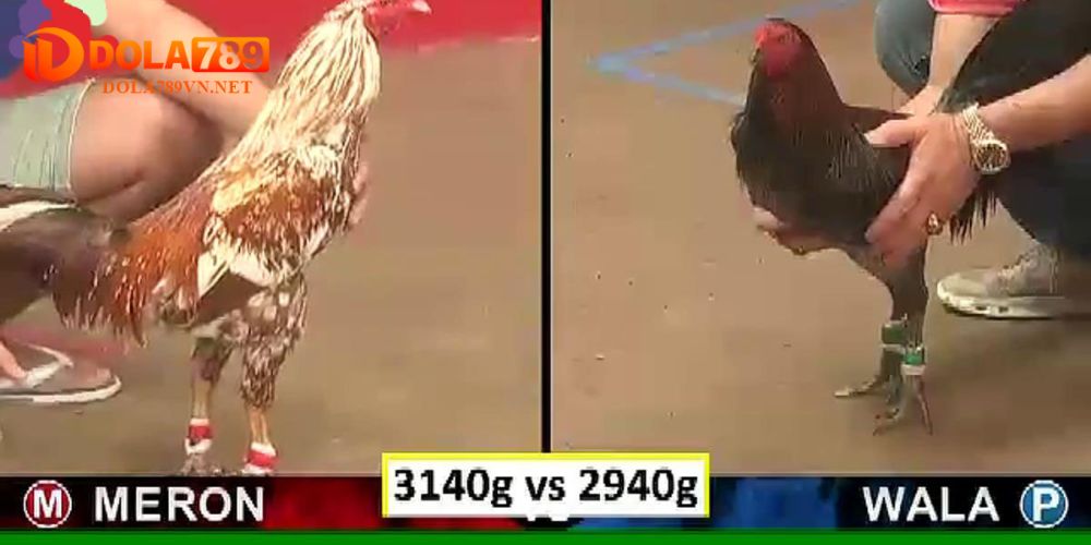 Sảnh đá gà SV388 tại Dola789